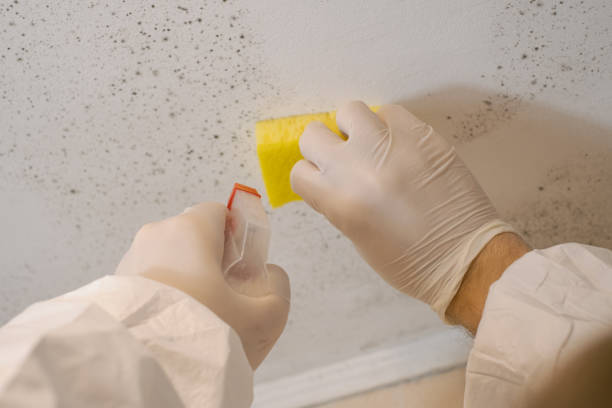 Best Emergency Mold Remediation  in West Elmira, NY