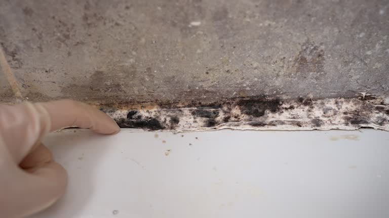 Dehumidification Services in West Elmira, NY